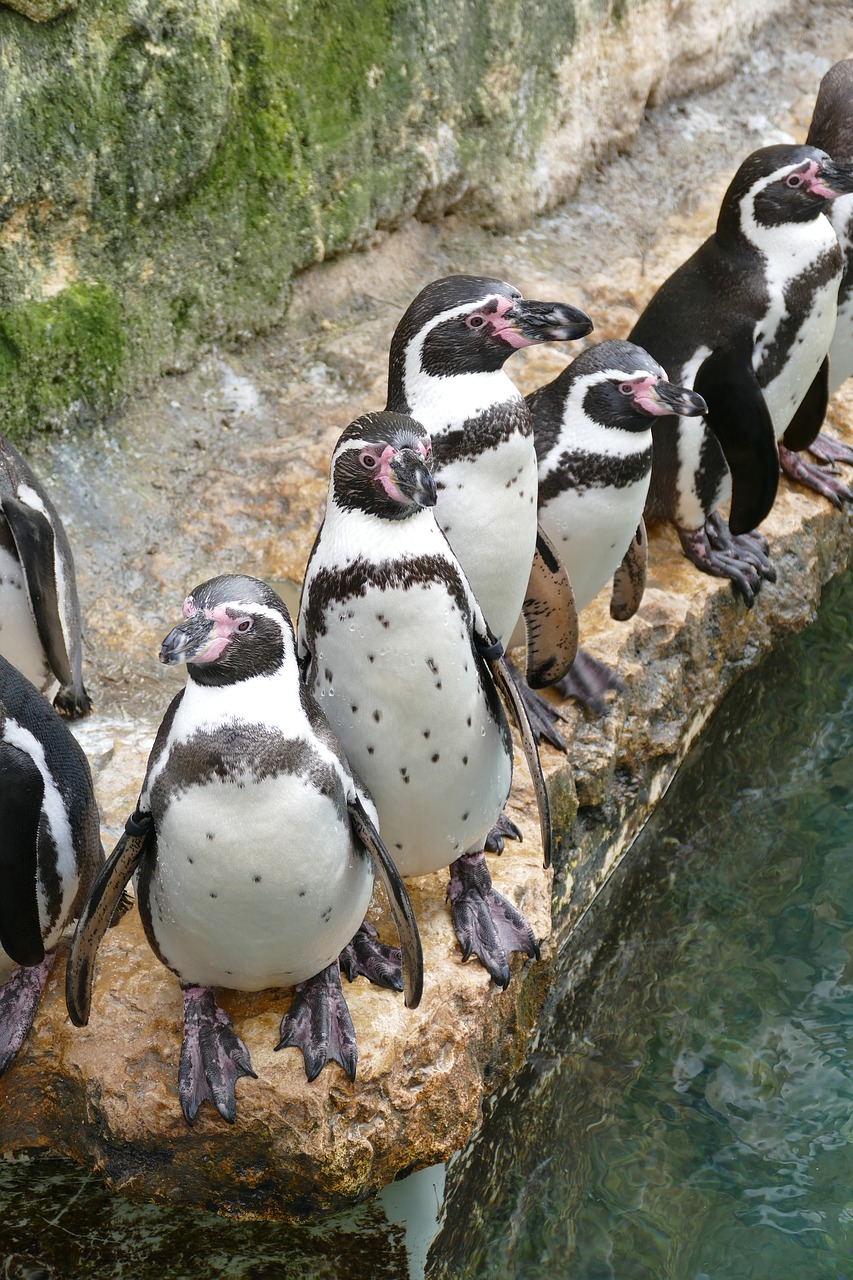 humboldt penguins bioparc gifted free photo