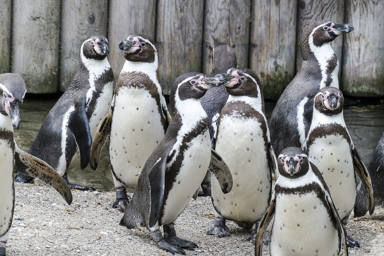 humboldt penguins penguins animals free photo