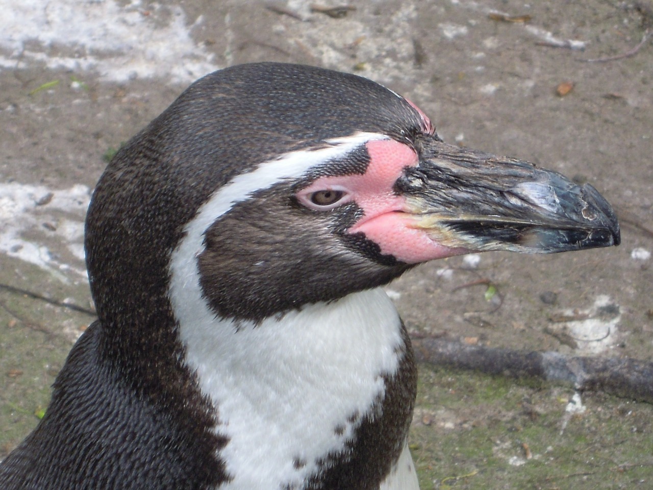 humbolt penguin penguin zoo free photo