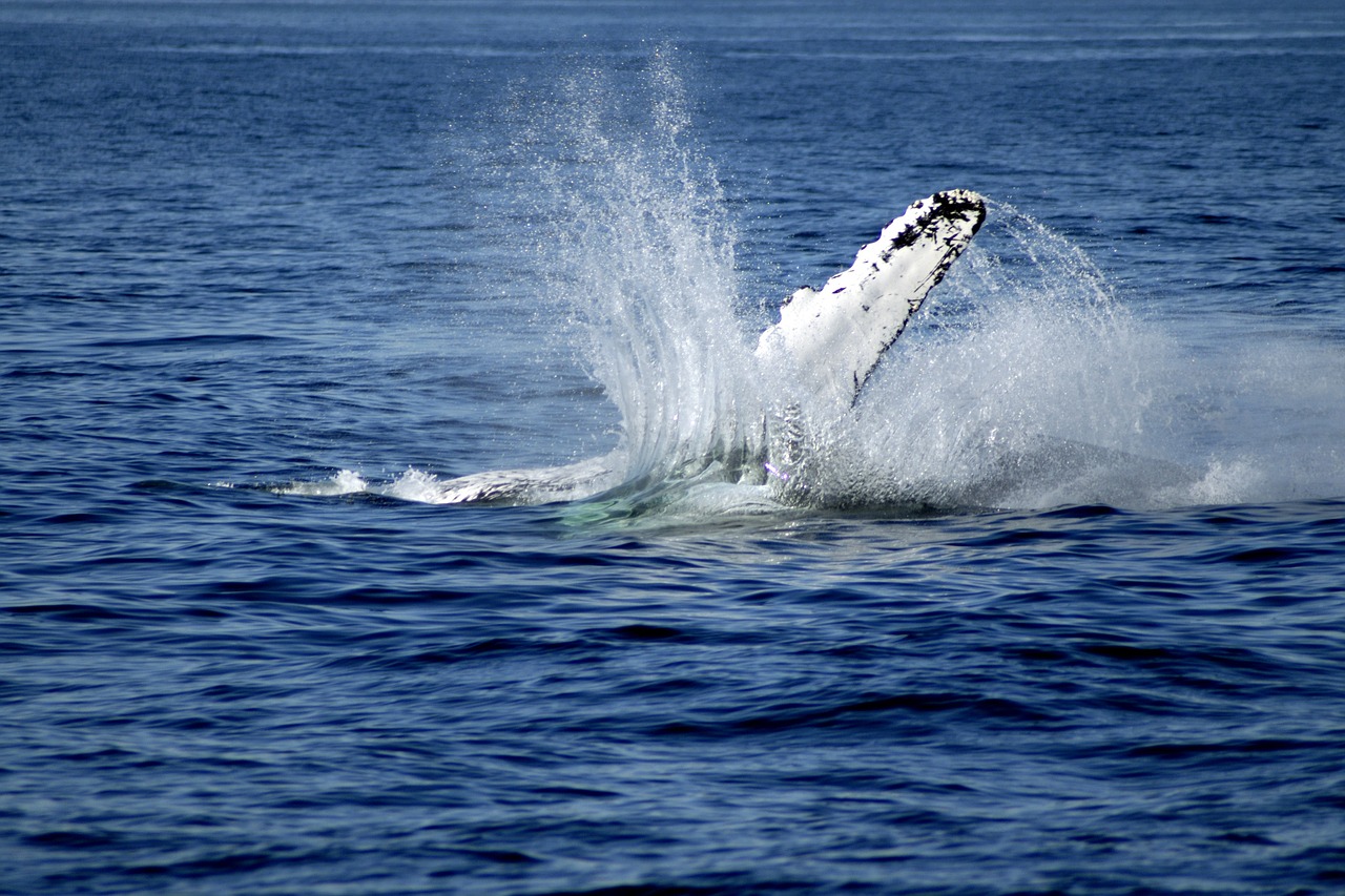 whale fin sea free photo