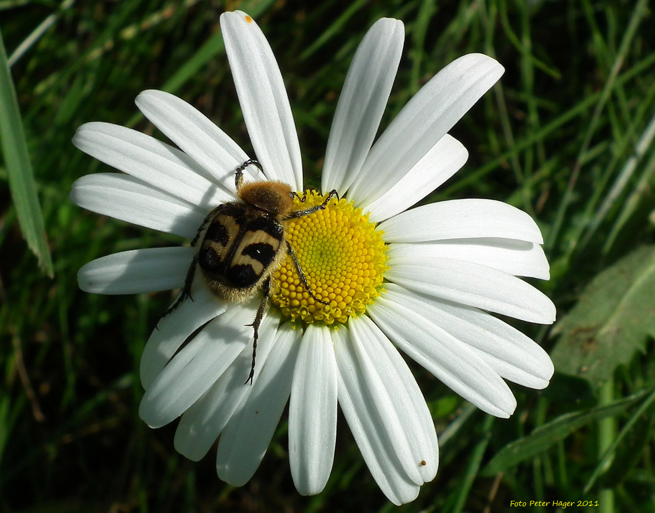 bug beetle oxeye free photo