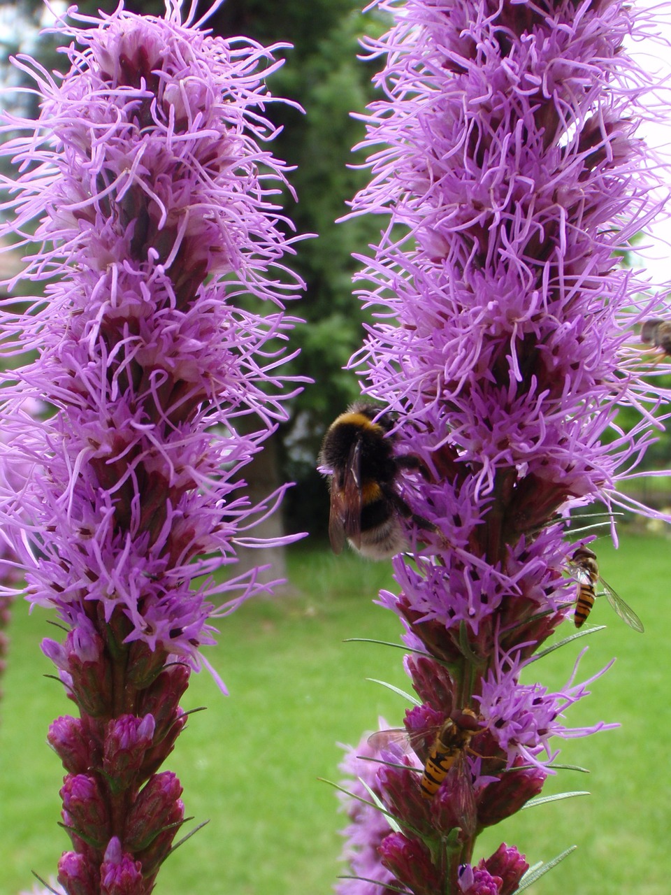 hummel flower purple free photo