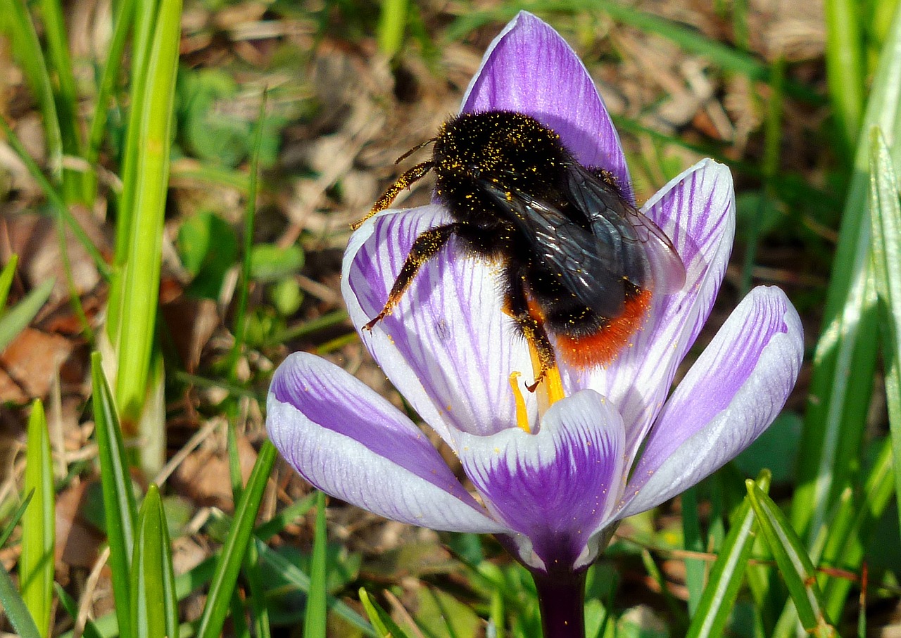 hummel insect blossom free photo