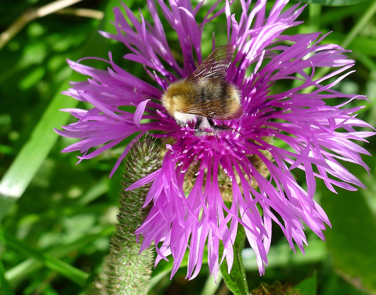 hummel flower purple free photo