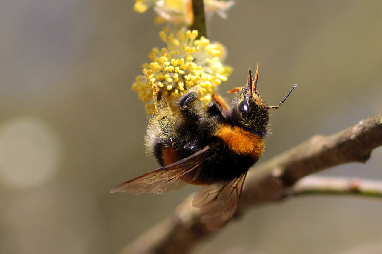 hummel bombus bee free photo