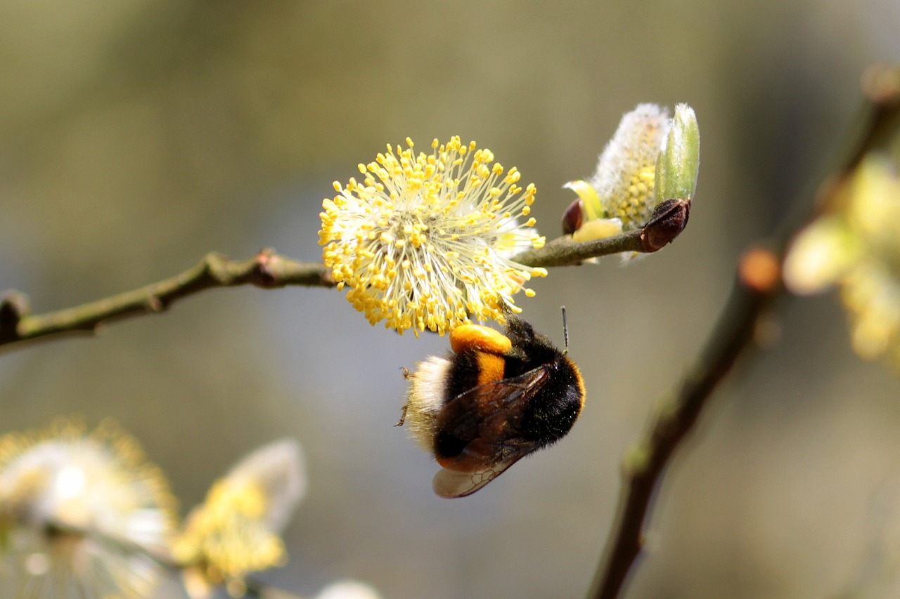 hummel bombus bee free photo