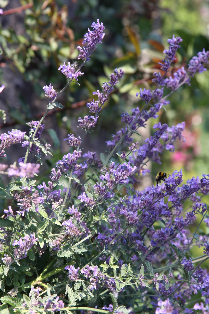 catnip hummel flower free photo