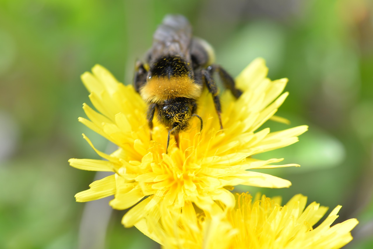 hummel pollen pollination free photo