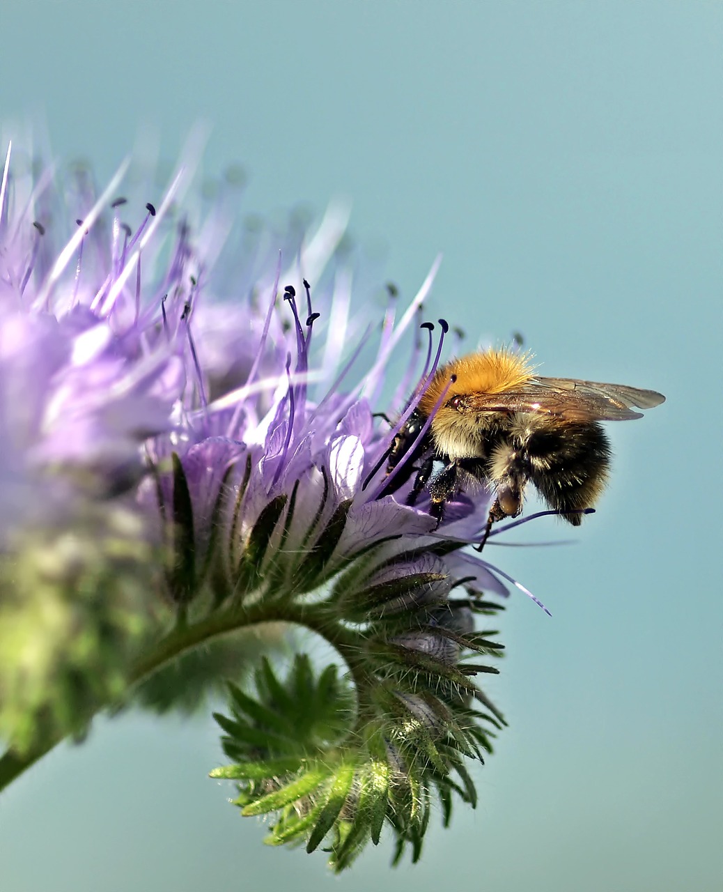 insect plant nature free photo