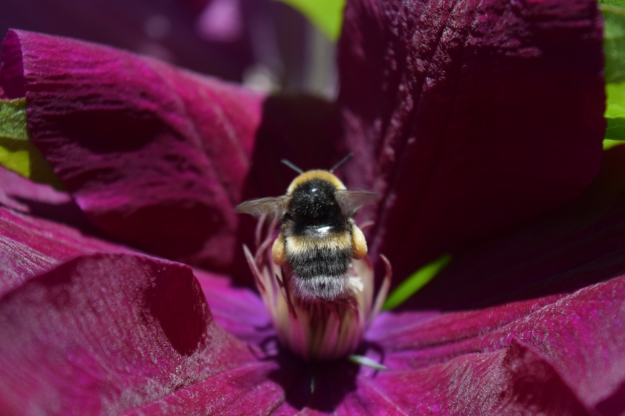 hummel blossom bloom free photo