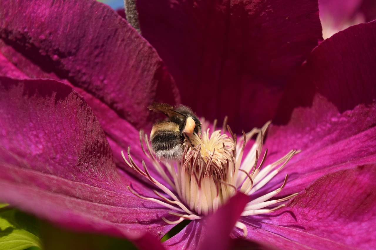 hummel blossom bloom free photo