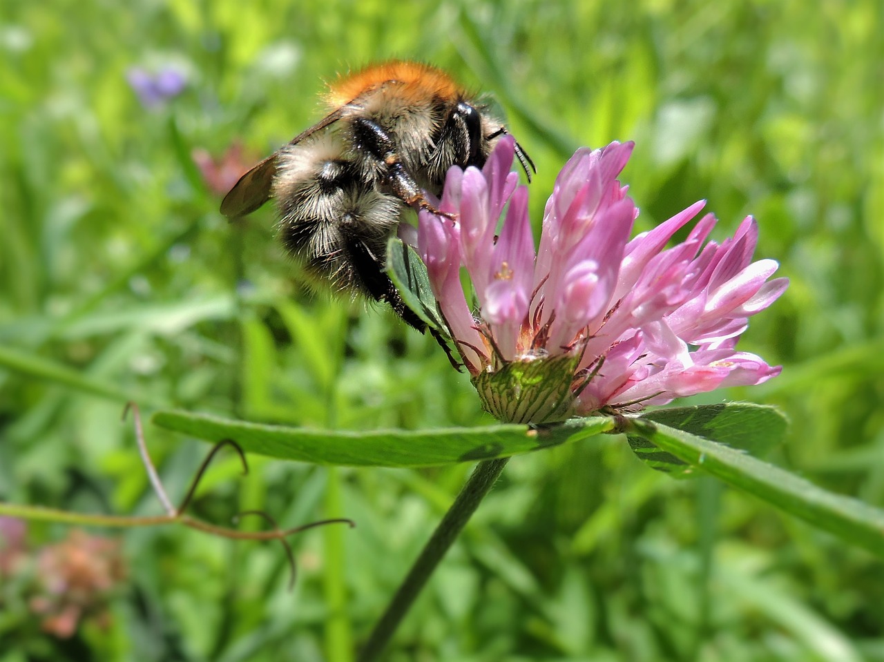 hummel red clover meadow free photo