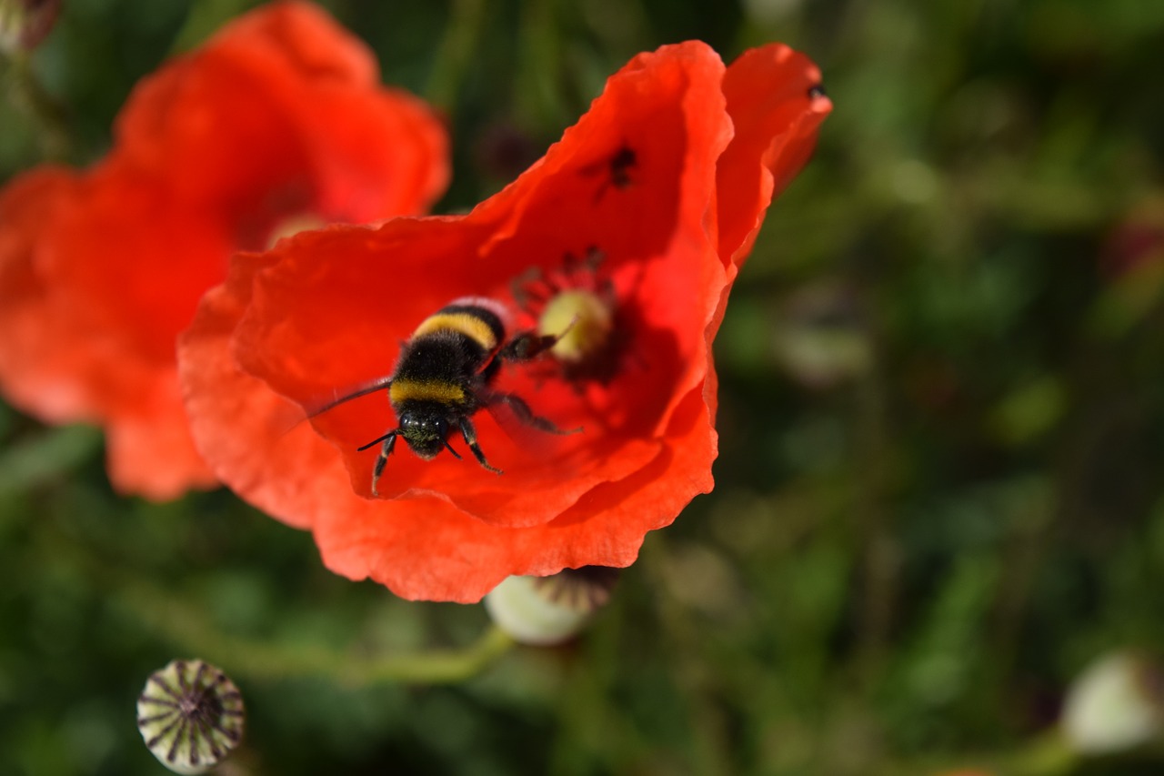 hummel poppy flower departure free photo