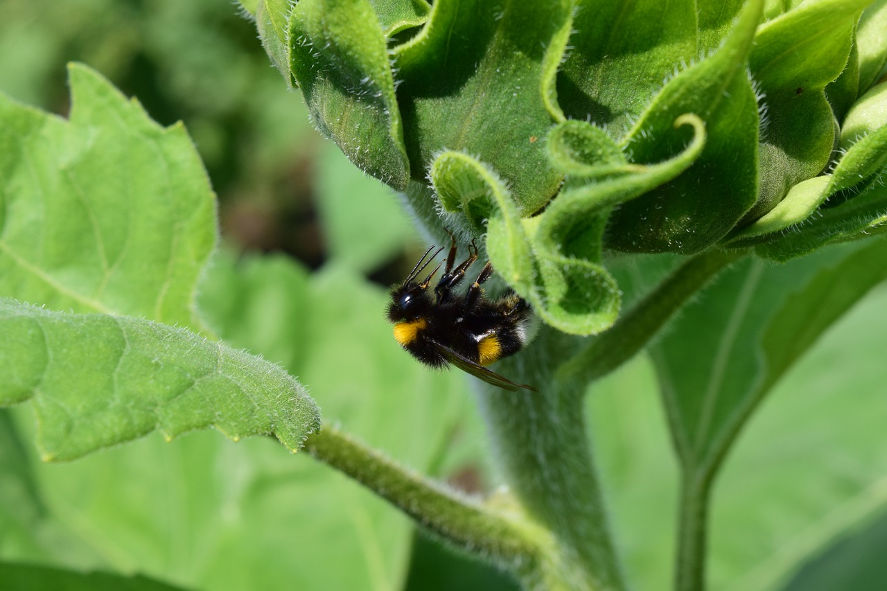 hummel close insect free photo