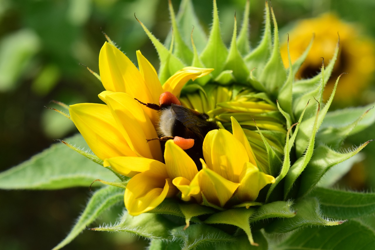 hummel sun flower search free photo