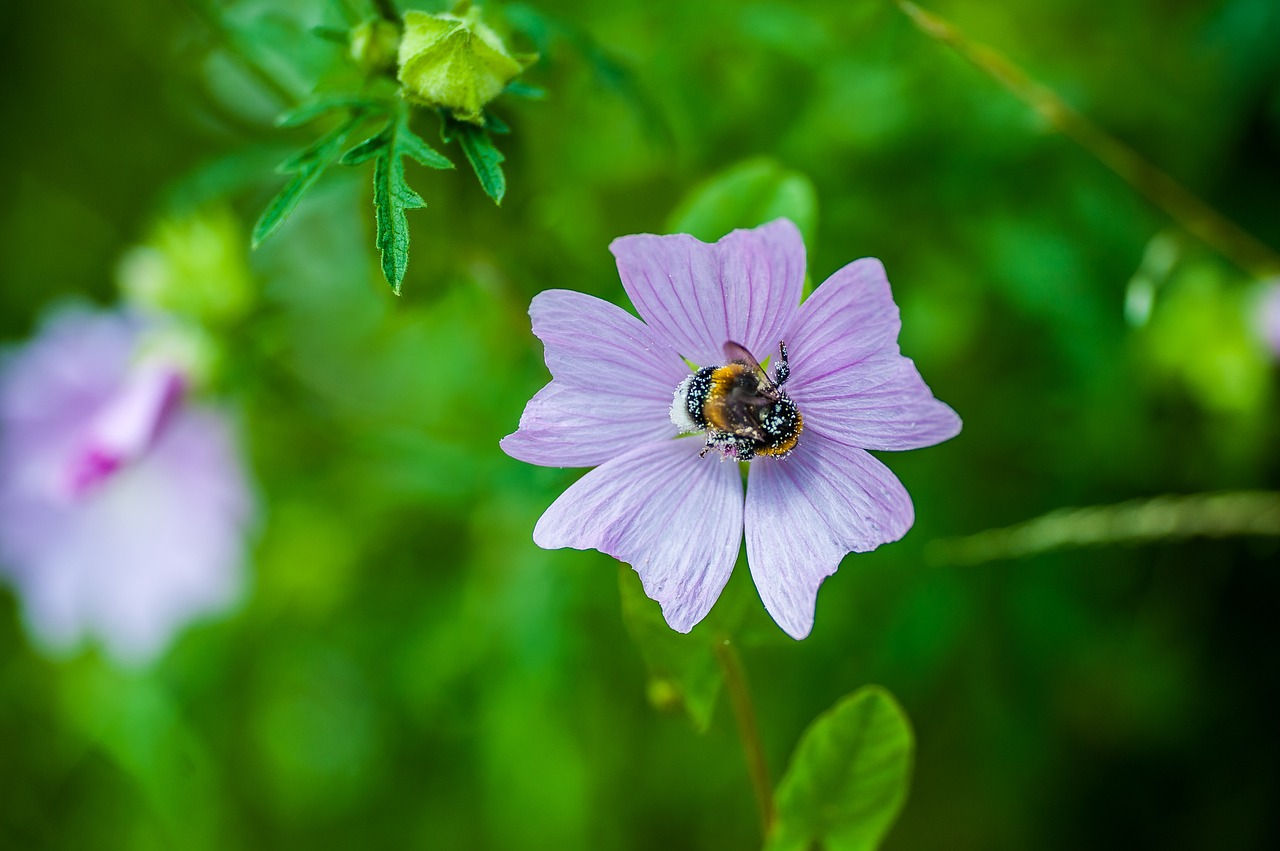 hummel blossom bloom free photo