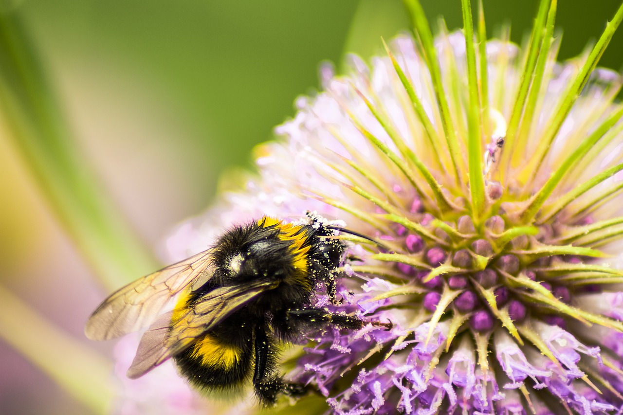 hummel food close free photo