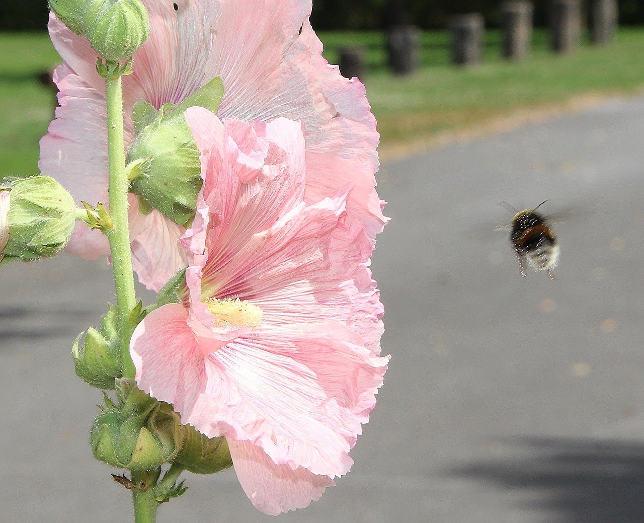 hummel summer blossom free photo