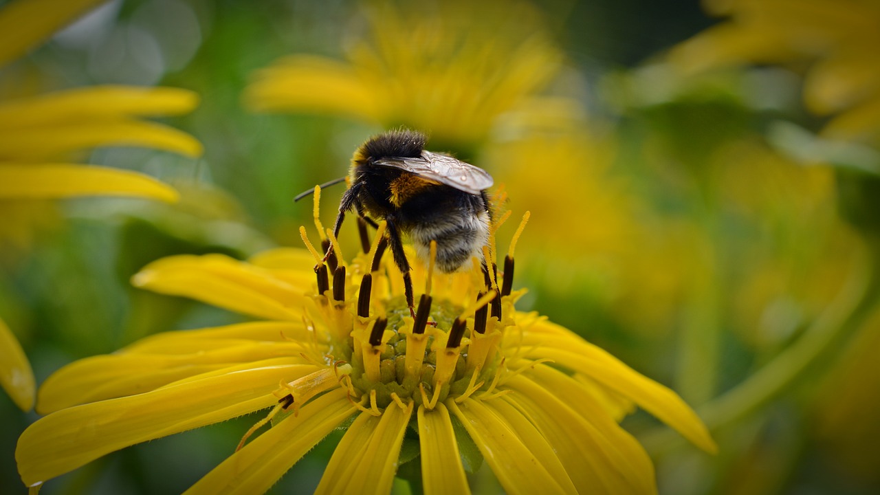 hummel blossom bloom free photo