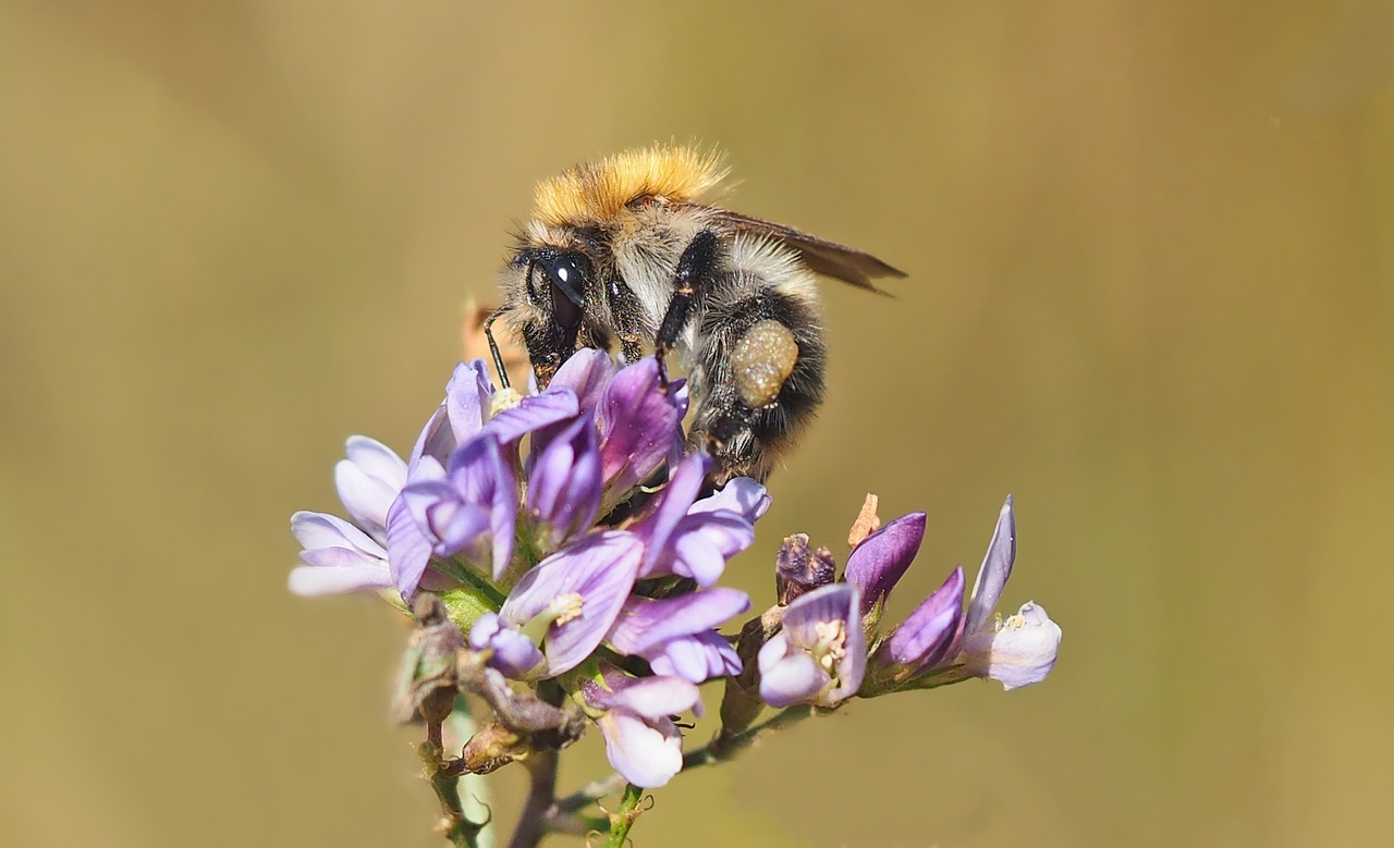 insect plant nature free photo