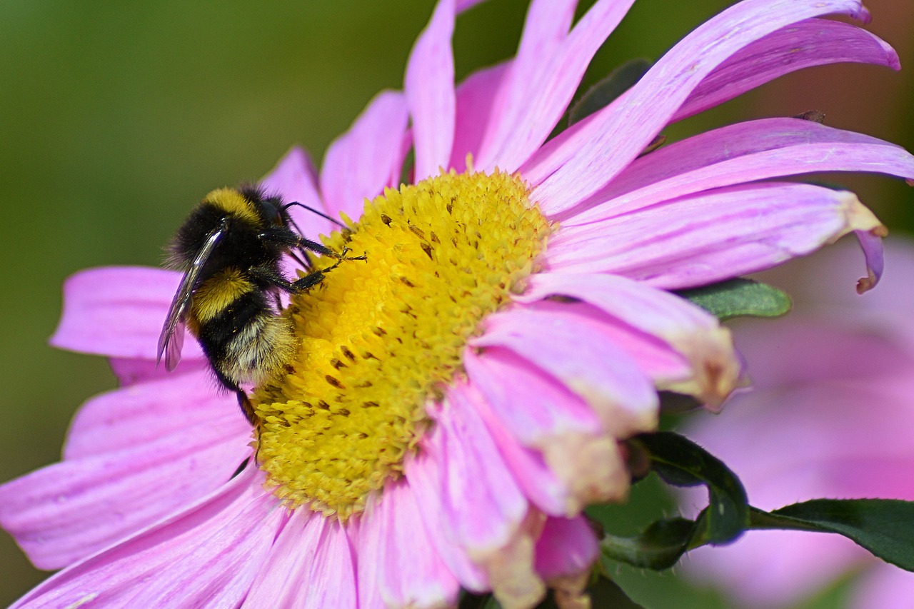 hummel blossom bloom free photo