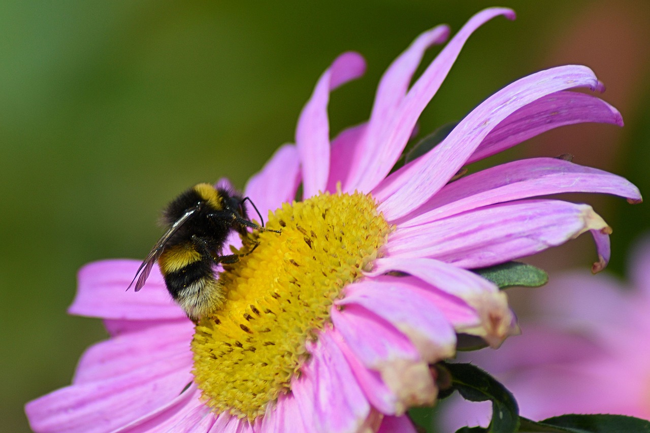 hummel blossom bloom free photo