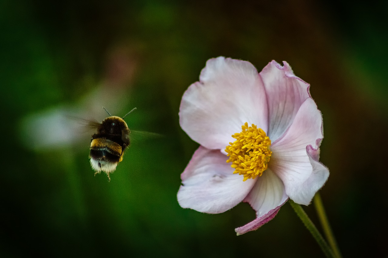 hummel blossom bloom free photo