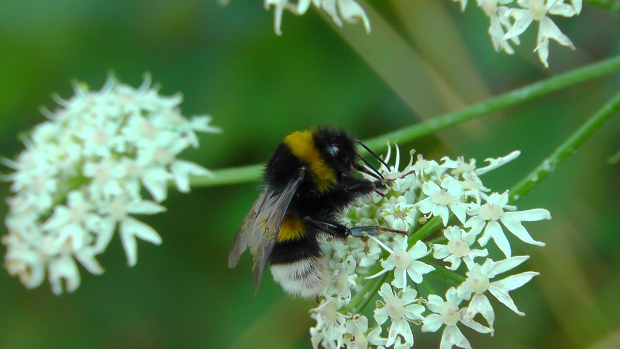 hummel insect pointed flower free photo