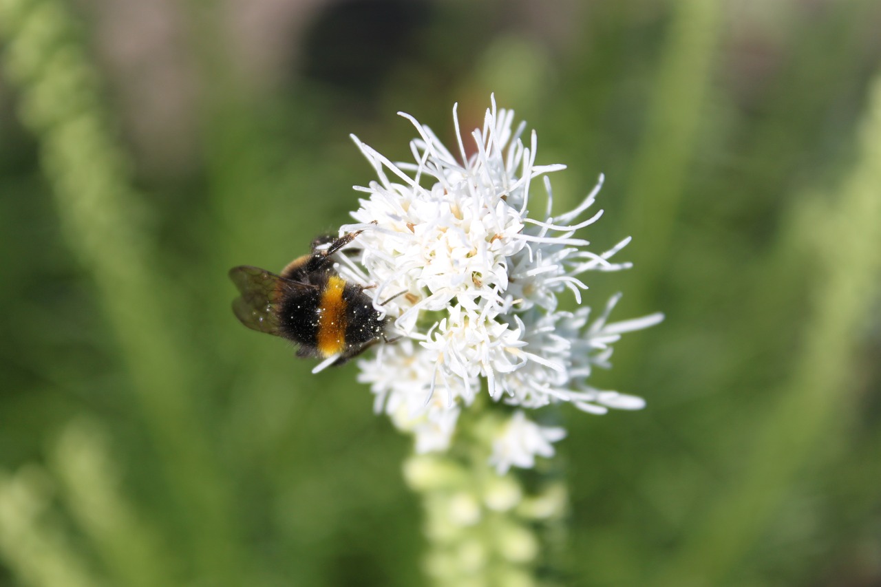 hummel meadow blossom free photo