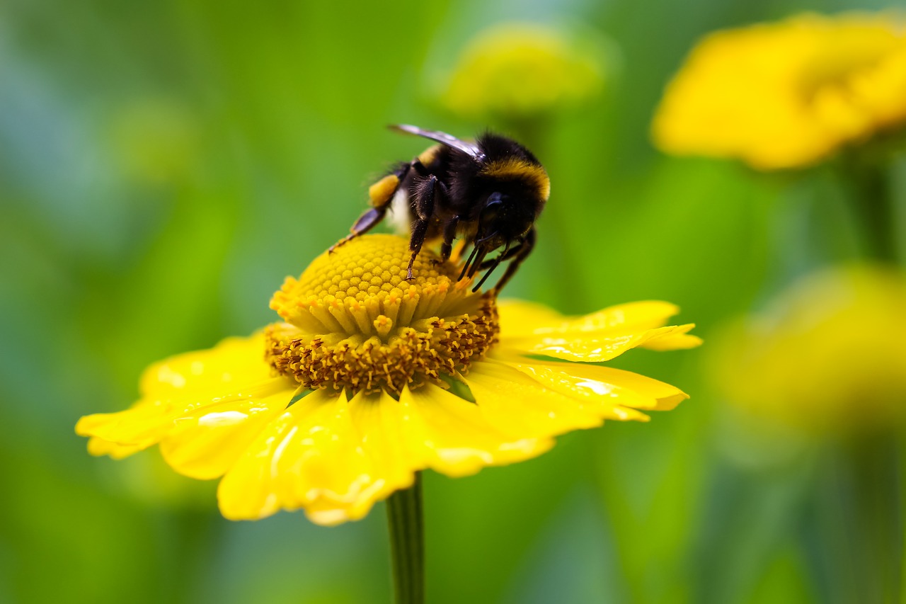 hummel flower yellow free photo