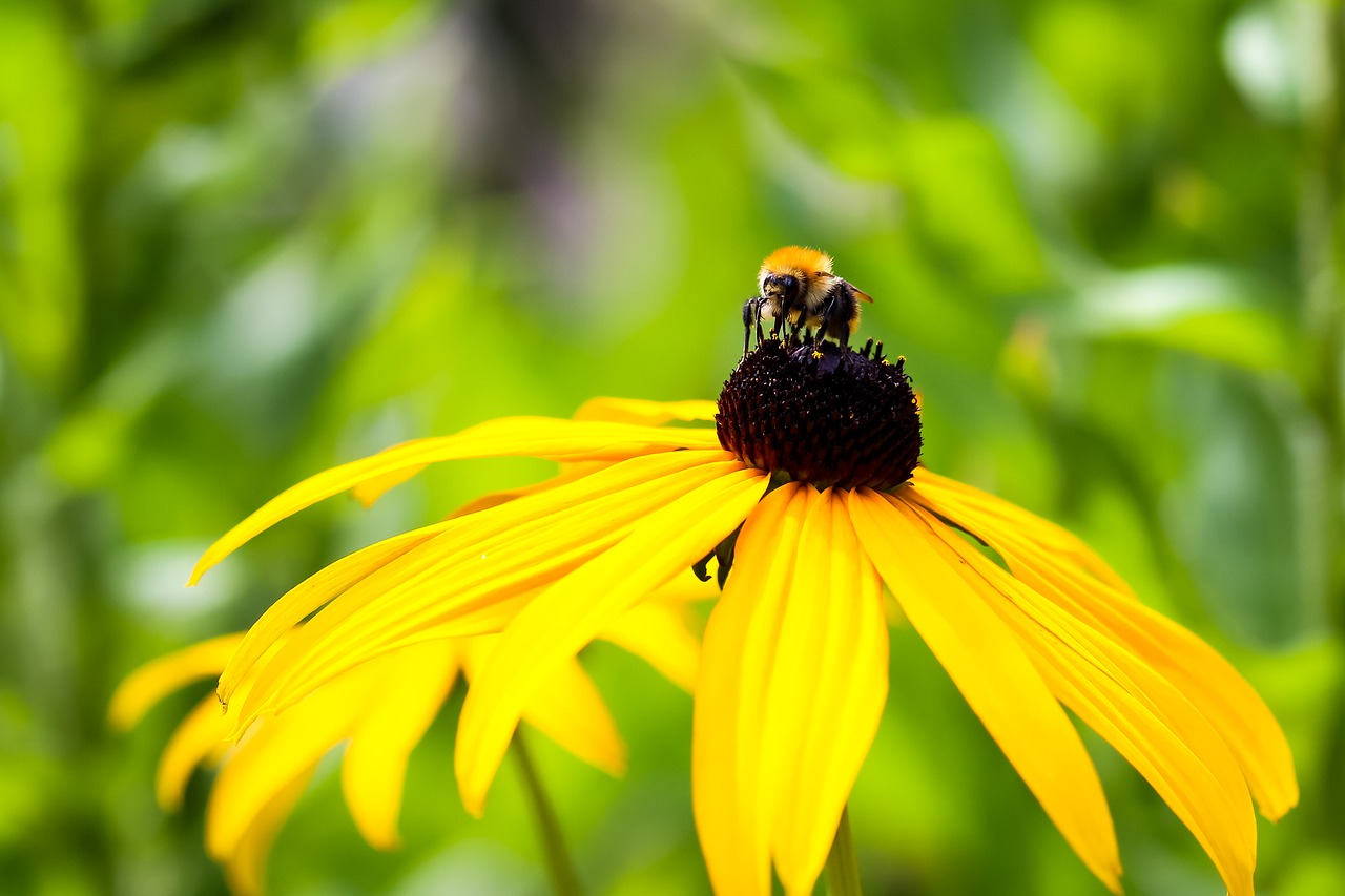 hummel flower yellow free photo