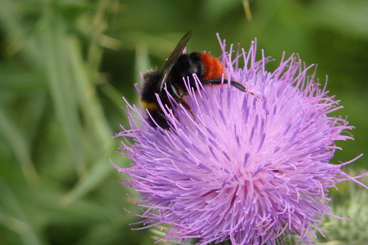 hummel thistle blossom free photo