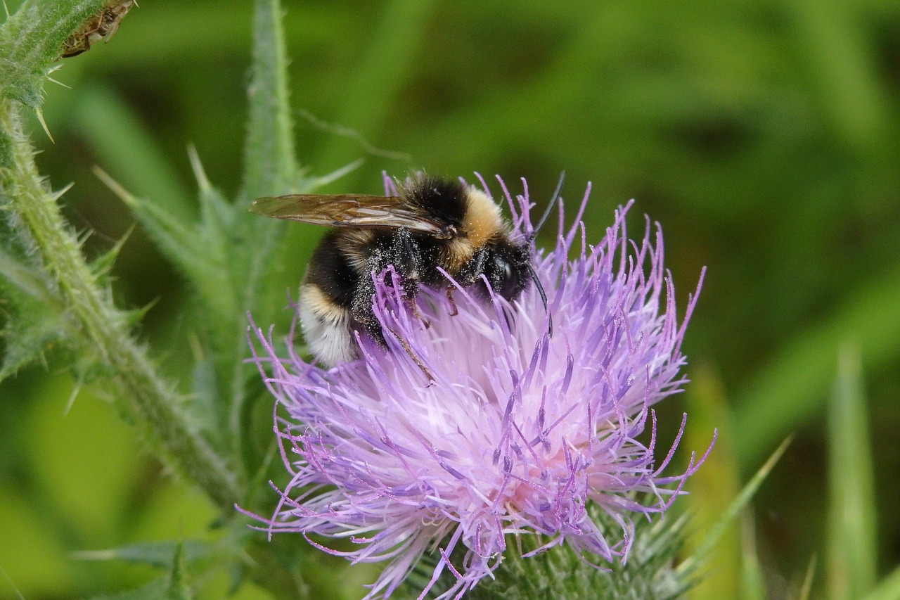 hummel thistle blossom free photo