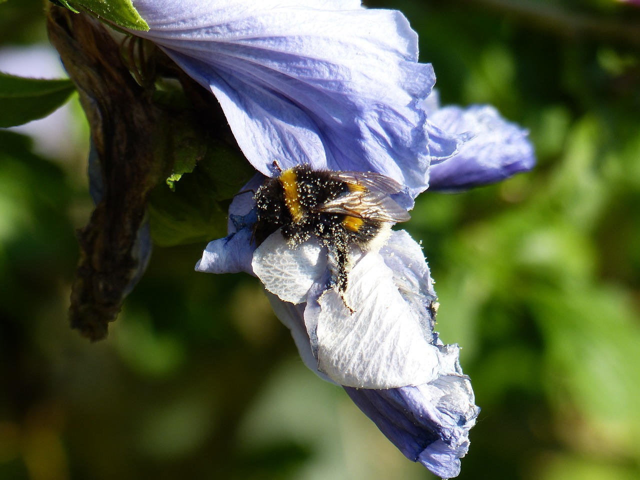 hummel hibiscus blossom free photo