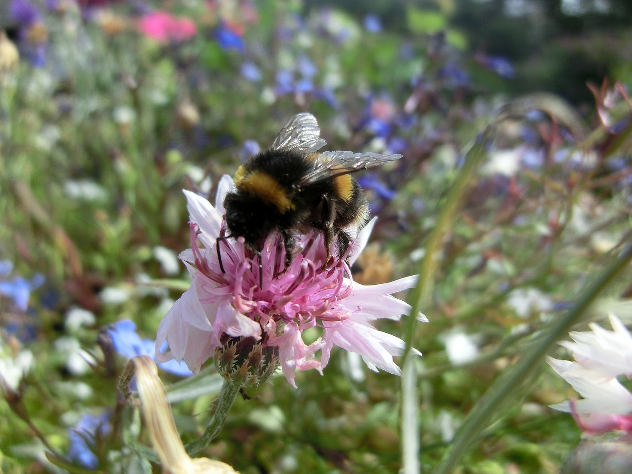 hummel flower blossom free photo