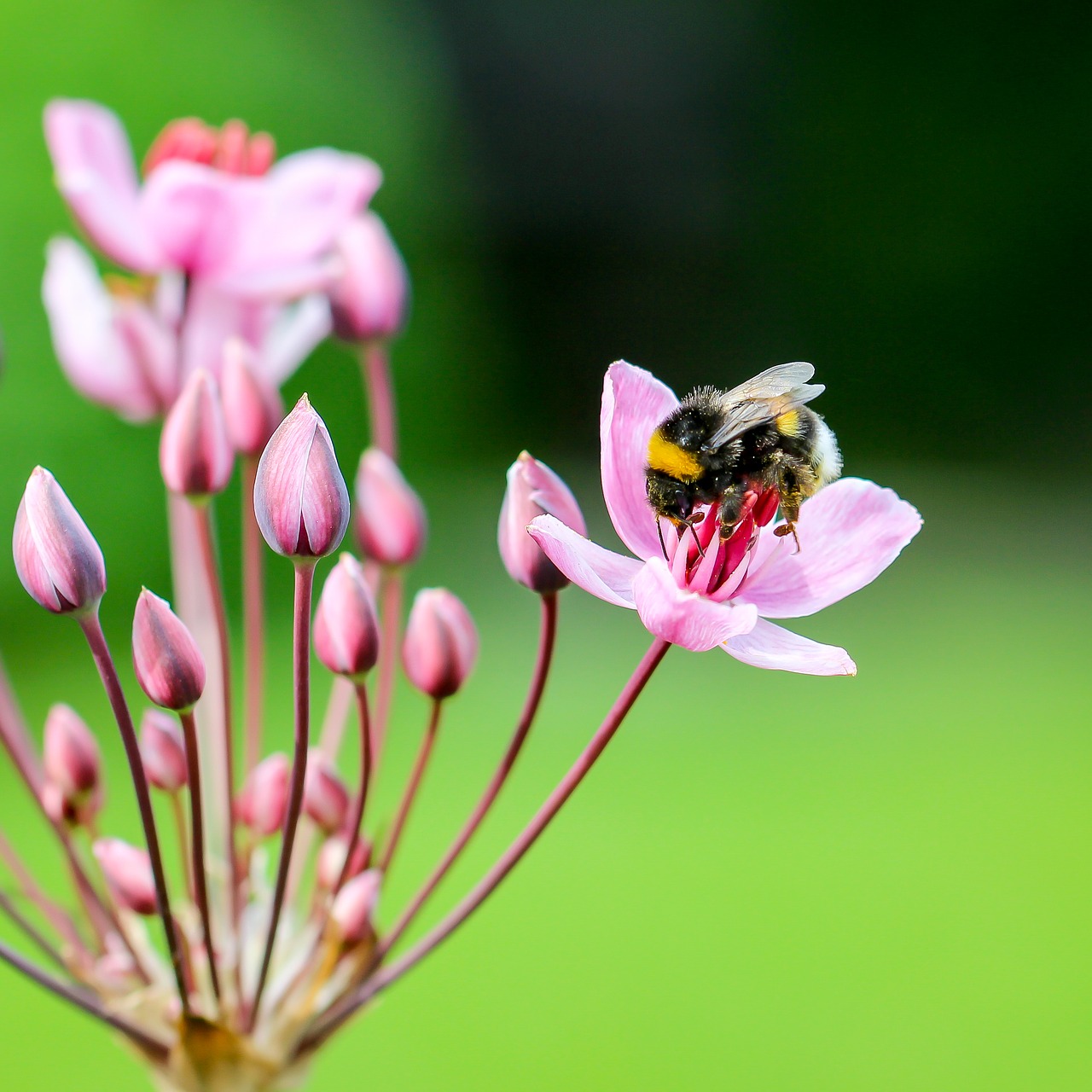 hummel blossom bloom free photo