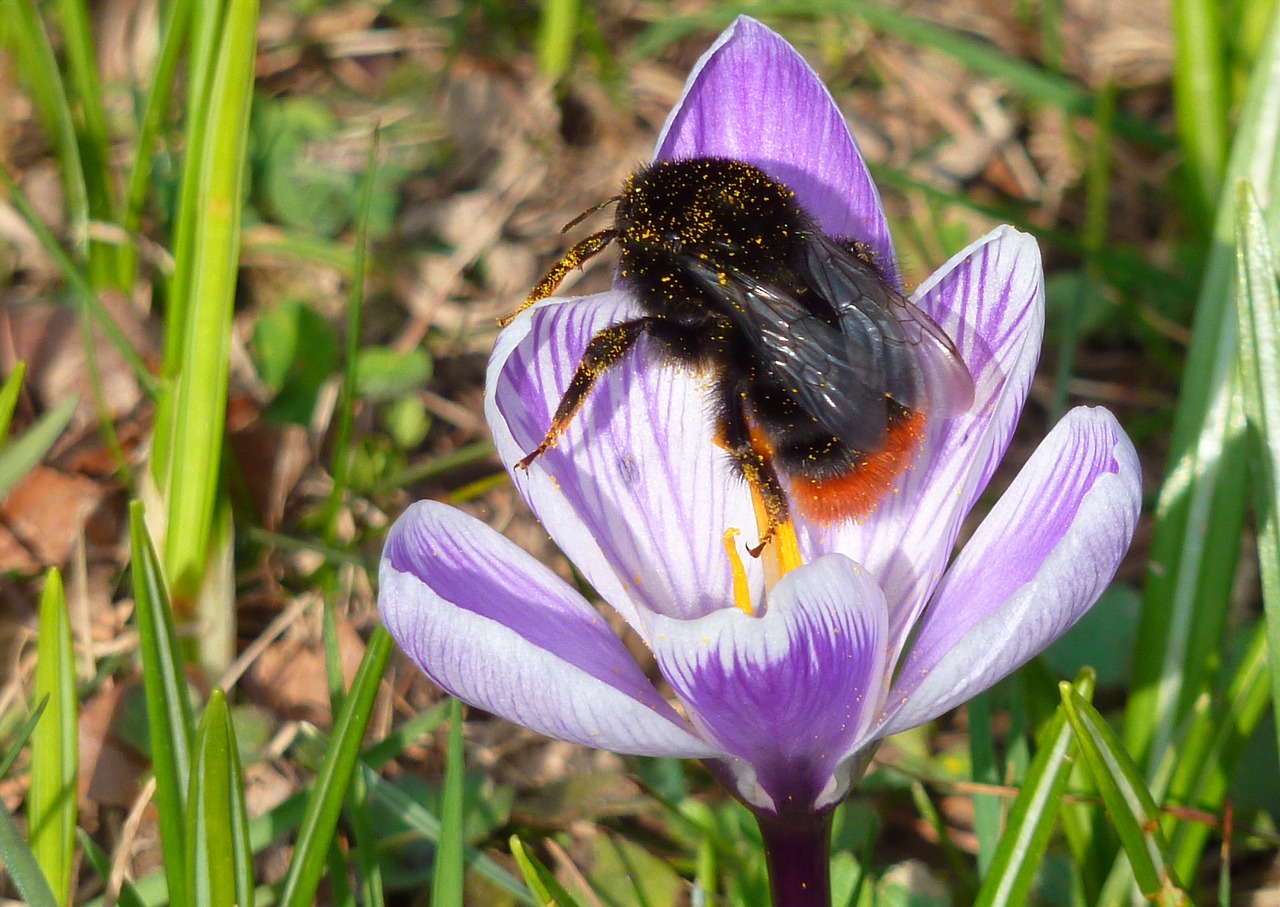 hummel blossom bloom free photo