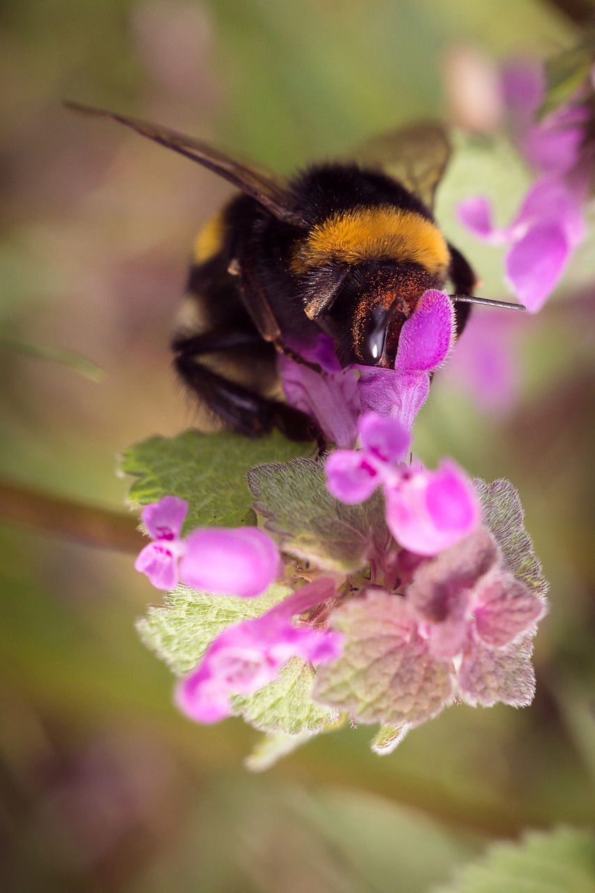 hummel insect flowers free photo