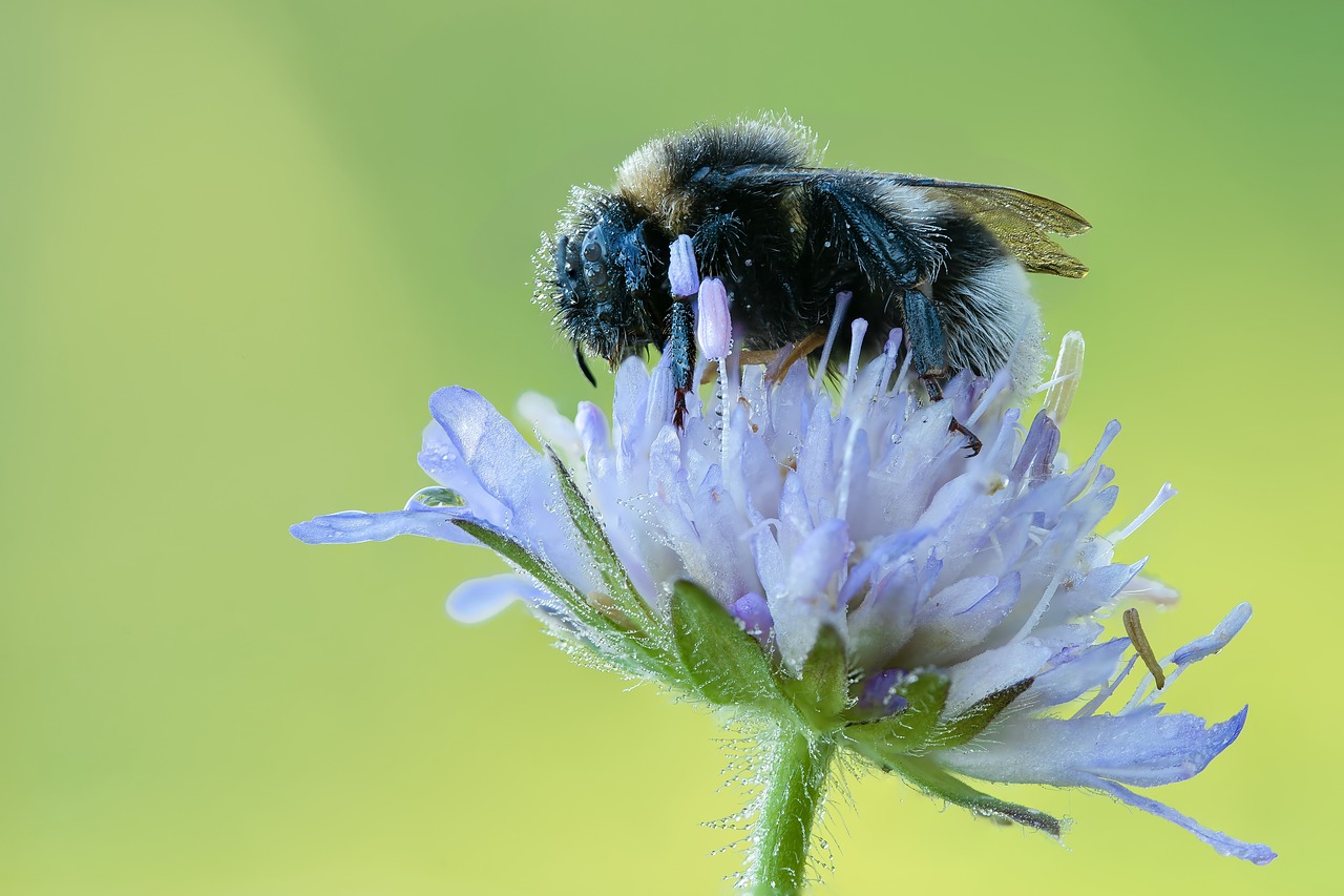 hummel dew macro free photo