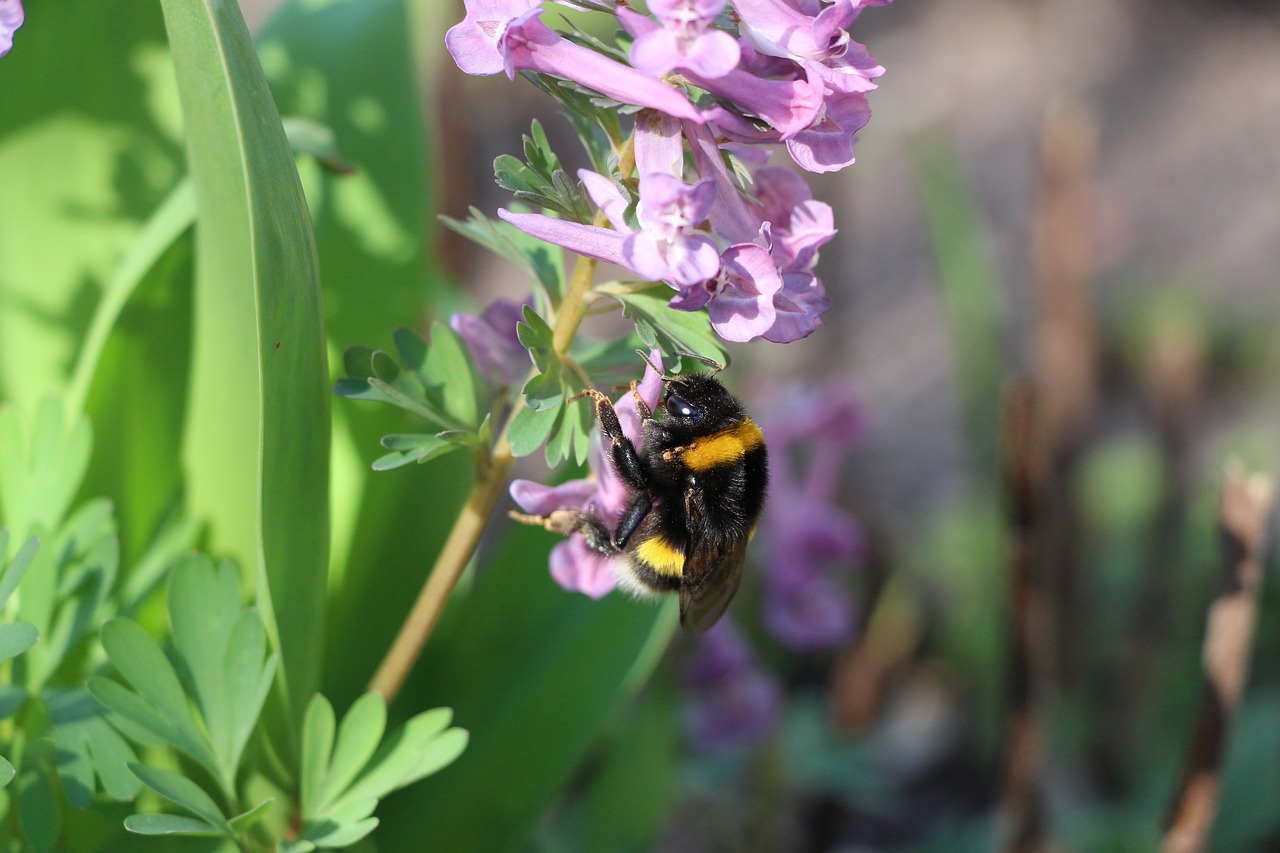 hummel garden blossom free photo