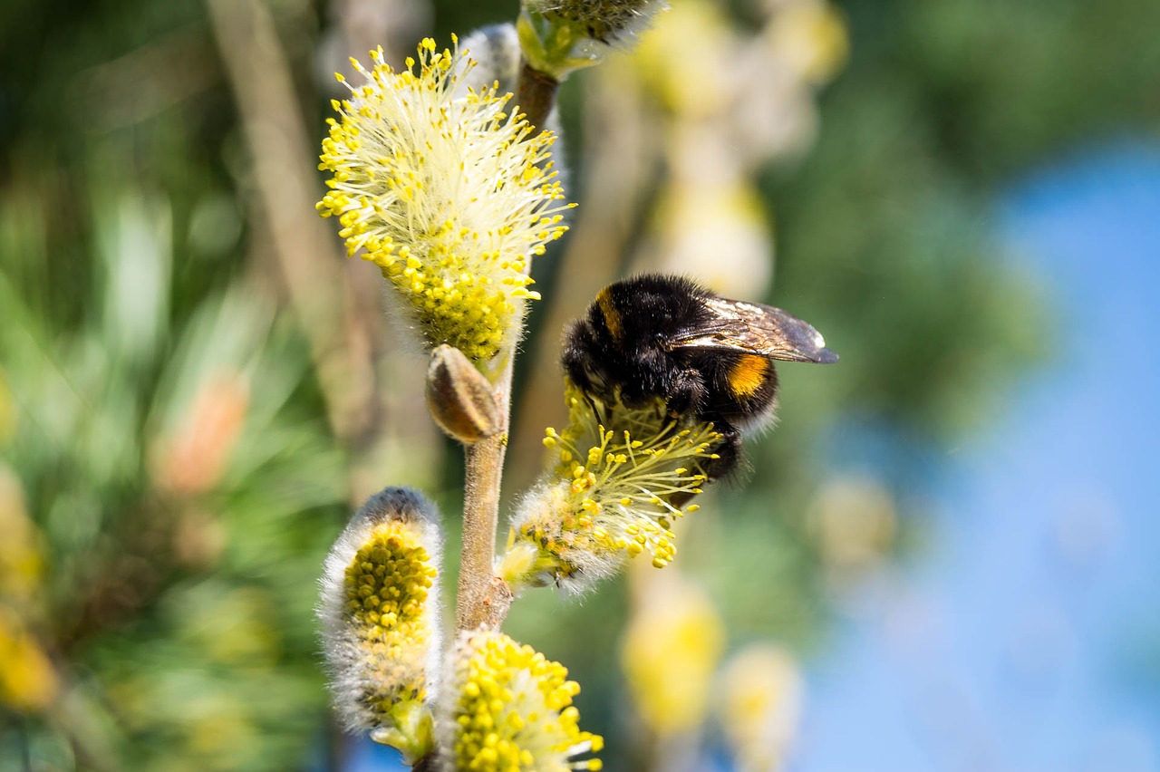 hummel insect spring free photo