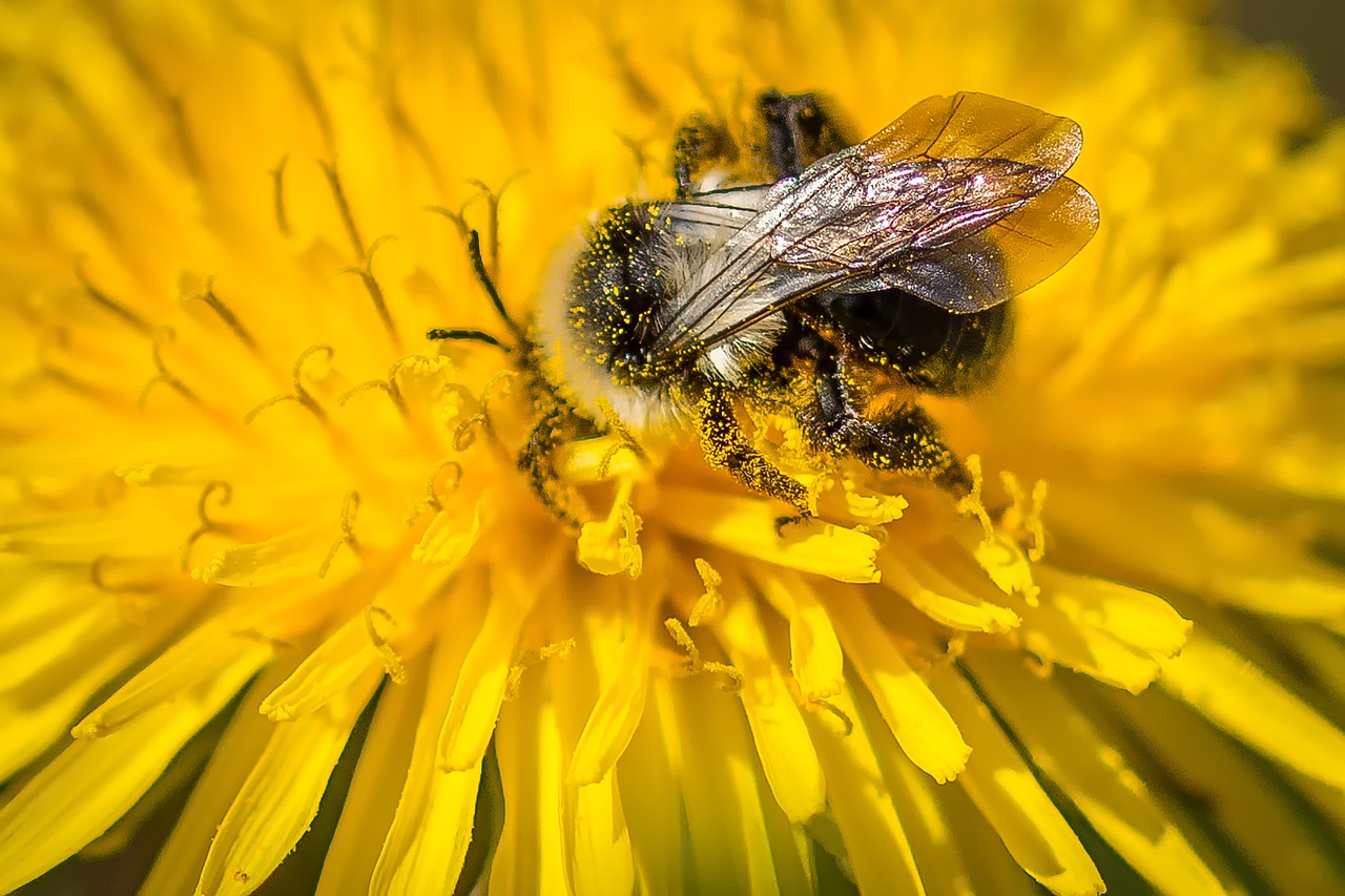 hummel dandelion flower free photo