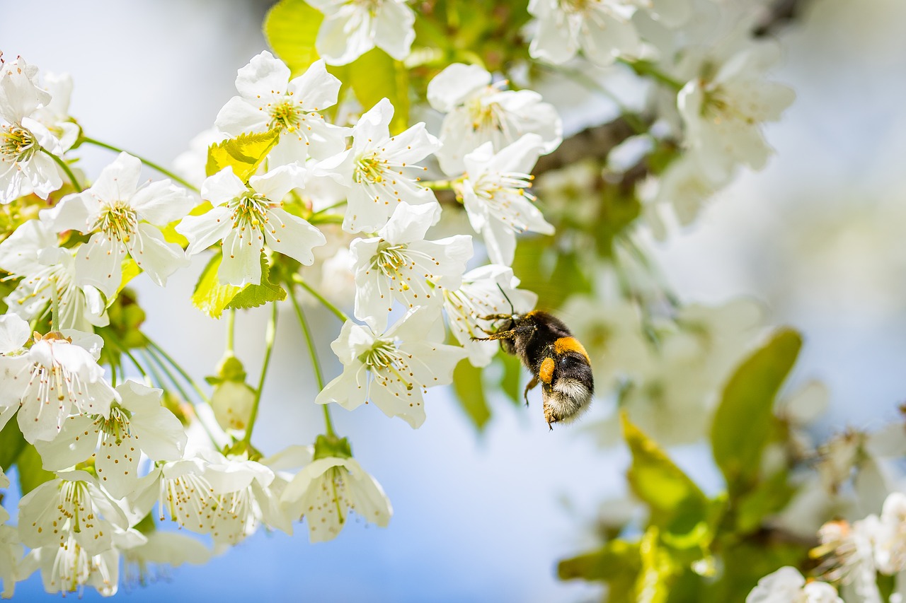 hummel cherry blossom collect nectar free photo