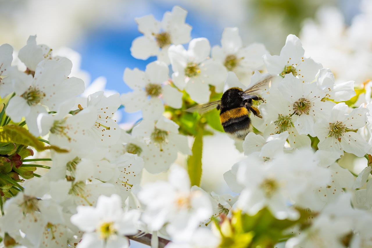 hummel cherry blossom collect nectar free photo