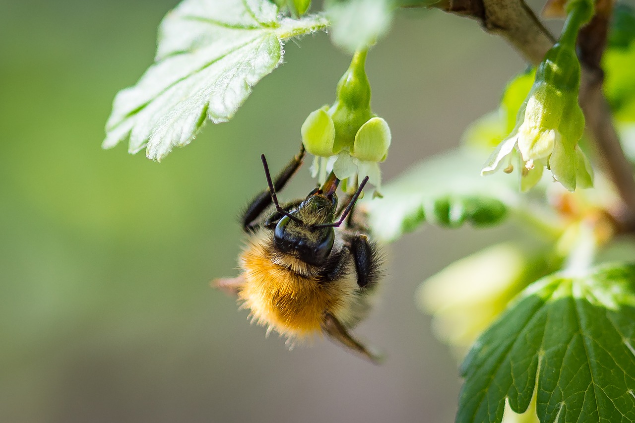 hummel acker hummel blossom free photo