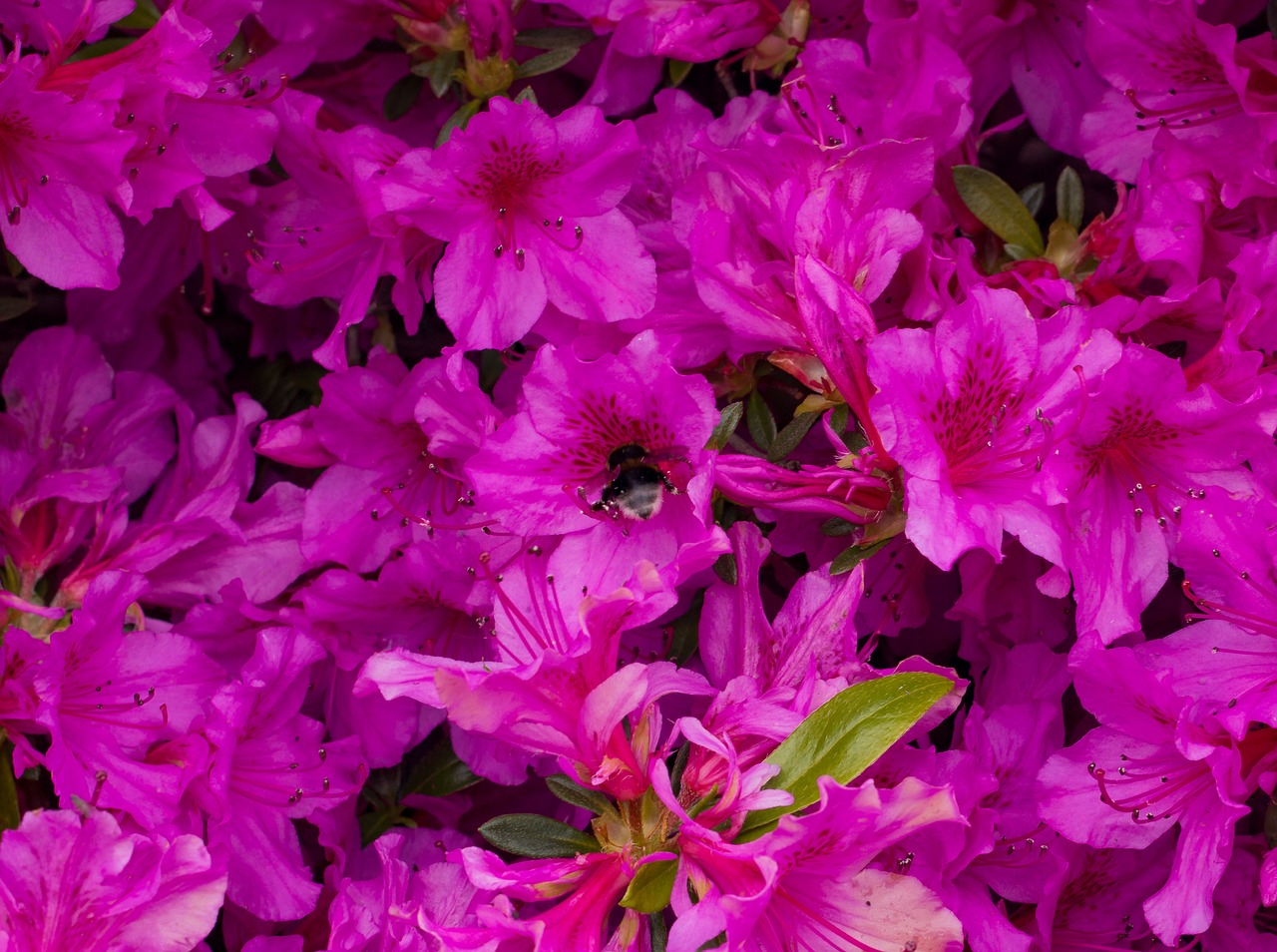 hummel purple flower free photo