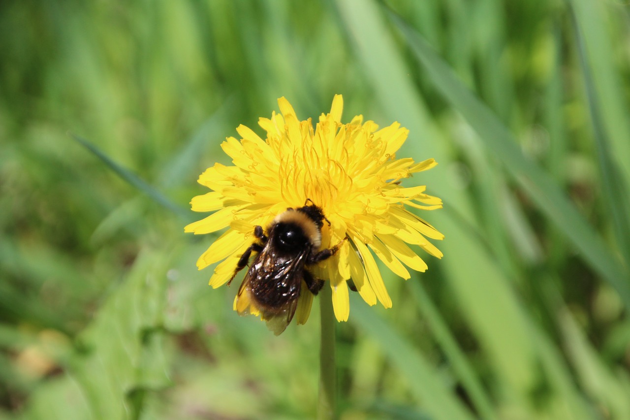 hummel dandelion flower free photo