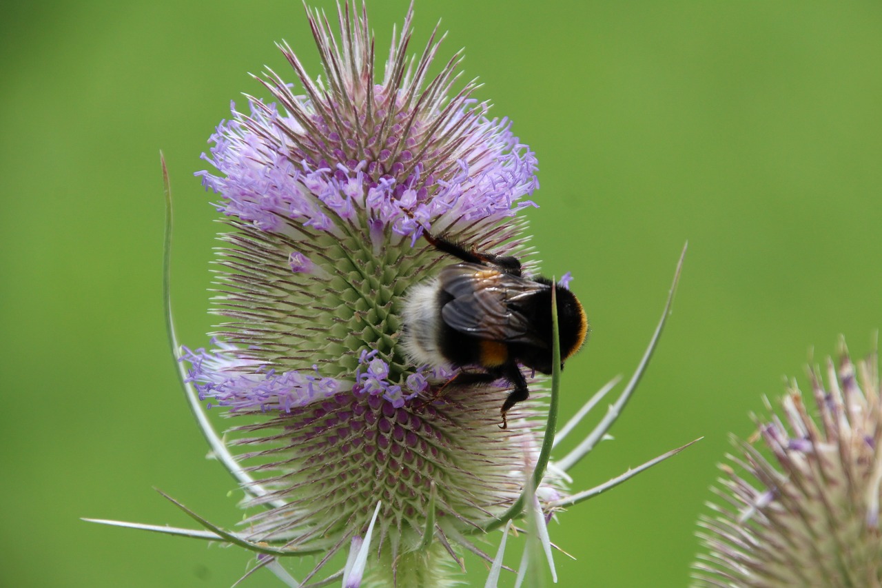 hummel thistle nature free photo