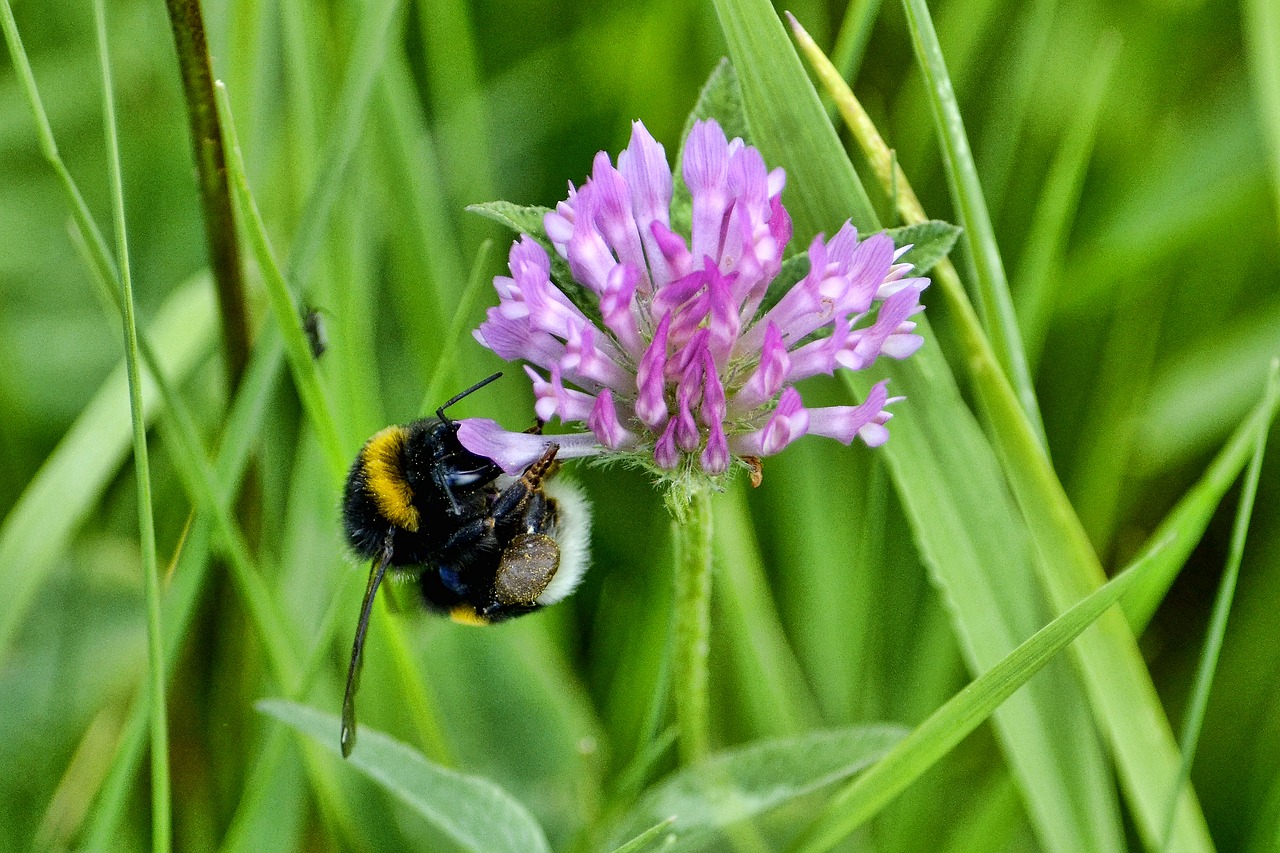 hummel flower blossom free photo