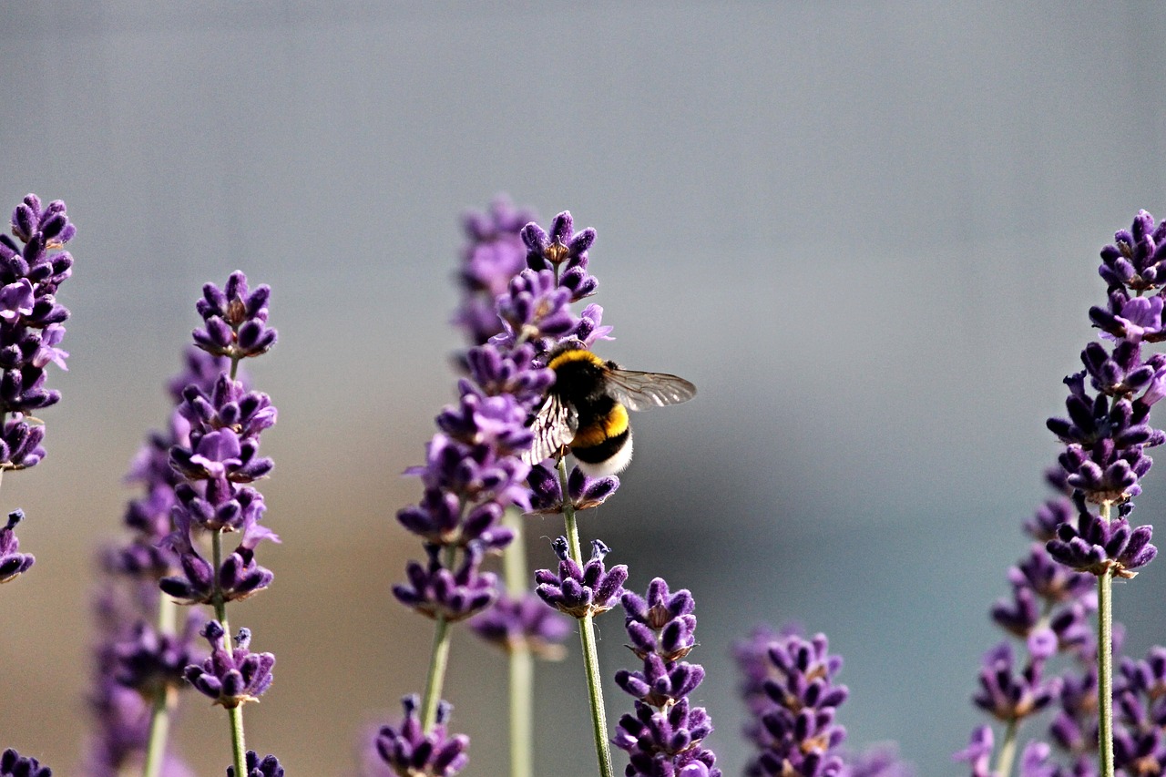 hummel lavender insect free photo